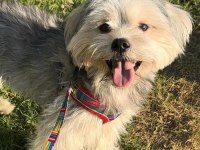 Evinizin maskotu olacak mükemmel dost köpeğimiz