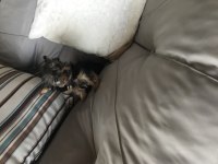 2 aylık yorkshire terrier