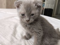 Orjinal Scottish Fold Bebek