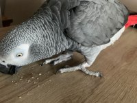 JAKO EL BESLEME YAVRU İNSANA ALIŞKIN EĞİTİMLİ
