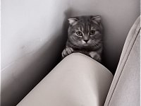1.5 yaşında erkek scottish fold