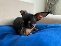 Minyatür pinscher erkek