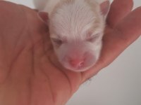 3 adet erkek pomeranian yavru