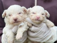 Maltese terrier sıfır numara bebişler