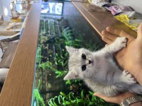 3 aylık british shorthair silver