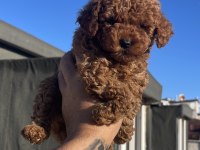KG GARANTİLİ ORJİNAL POODLE YAVRULAR