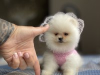 AYI SURAT POMERANİAN BOO YAVRULAR