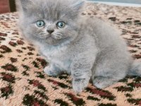 British longhair kedimiz 1,5 aylık