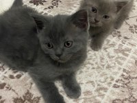 Mama karşılığı british shorthair erkek yavru