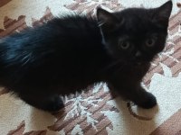 British shorthair kedim