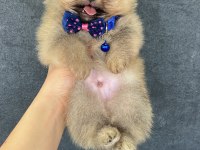 Pomeranian orjinal köpekler
