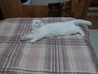 Scottish fold kızımıza yuva aile ariyoruz