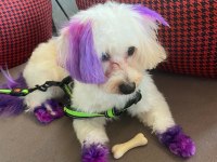 Terrier balım için güzel bir yuva