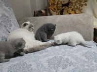 30 günlük british shorthair yavrular yeni evlerini arıyor