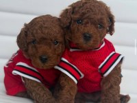 Özel Toy Poodle Yavruları Görüntülü Görün
