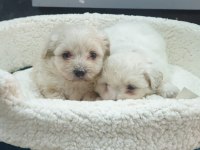 MAltipoo Yavrularımız ırk ve sağlık garantilidir
