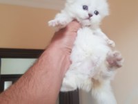 Scottish fold m beyaz mavi gözlü yavrular