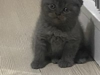 2 aylık scottish fold kedimiz sahiplendirilecek