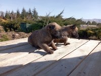 Belçika malinois 37 günlük orijinal yavrular