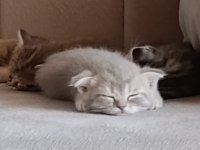 Erkek yavru scottish fold