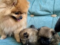 Pomeranian Teddy Bear Yavrularımız