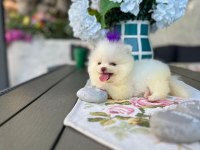 Teacup Dişi Pomeranian