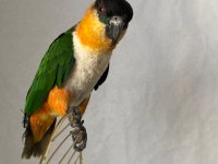 Caique Papağanı (Siyah Başlı Caique)