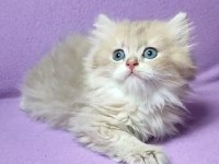 British longhair erkek