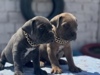 Cane Corso yavrular