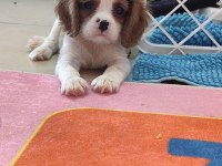 En iyi pedigreye sahip cavalier king charles yavrular