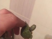 Kırmızı Yanak Su Kaplumbağa