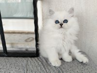 Pamuk Prenses British Longhair Kedimiz
