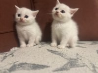 TUVALET EGITIMLI BRITISH SHORTHAIR BEBEKLERIMIZ