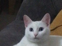 Angora Kedisi