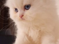 ŞECERELİ A KALİTE DİŞİ İRAN KEDİSİ BEBEKLER
