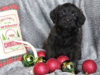 Safkan Maltipoo Bebekleri