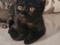 2 aylık yavrular eğitimleri tamam scottish fold