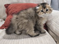 2 Aylık Golden Scottish Fold Uzun Tüylü