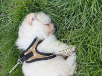 Pomeranian 3,5 Aylık Yavru Köpeğimiz