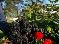 Toy poodle yavrular
