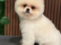 AYI SURAT SAFKAN POMERANİAN BOO KÖPEKLER