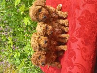 Bal böcekleri poodle köpekler