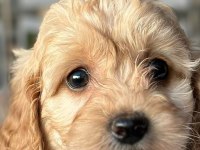 MALTIPOO DİŞİ YAVRU