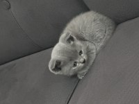 40 günlük british longhair