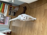 ŞANSLI YA YENİ ŞANS OLUN KEDİM