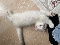 2 Aylık Erkek british Kum ve Mama alışkanlığı vardır
