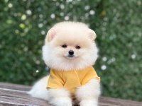 Yeni evlerine gitmeye hazır pomeranian yavruları