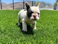 PİRATE FRENCH BULLDOG PUPPİES EĞİTİMLİ