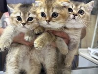 Safkan Gold Scottish Fold Yavrular Anne Baba Şecerelidir