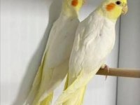ELE ALIŞIK ISIRMA HUYU OLMAYAN LUTİNO SULTAN BEBEK